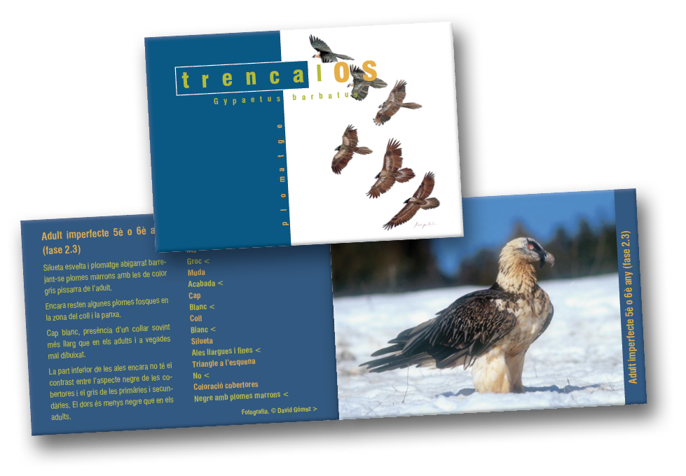 editorial_maquetacion_trencalos_thau